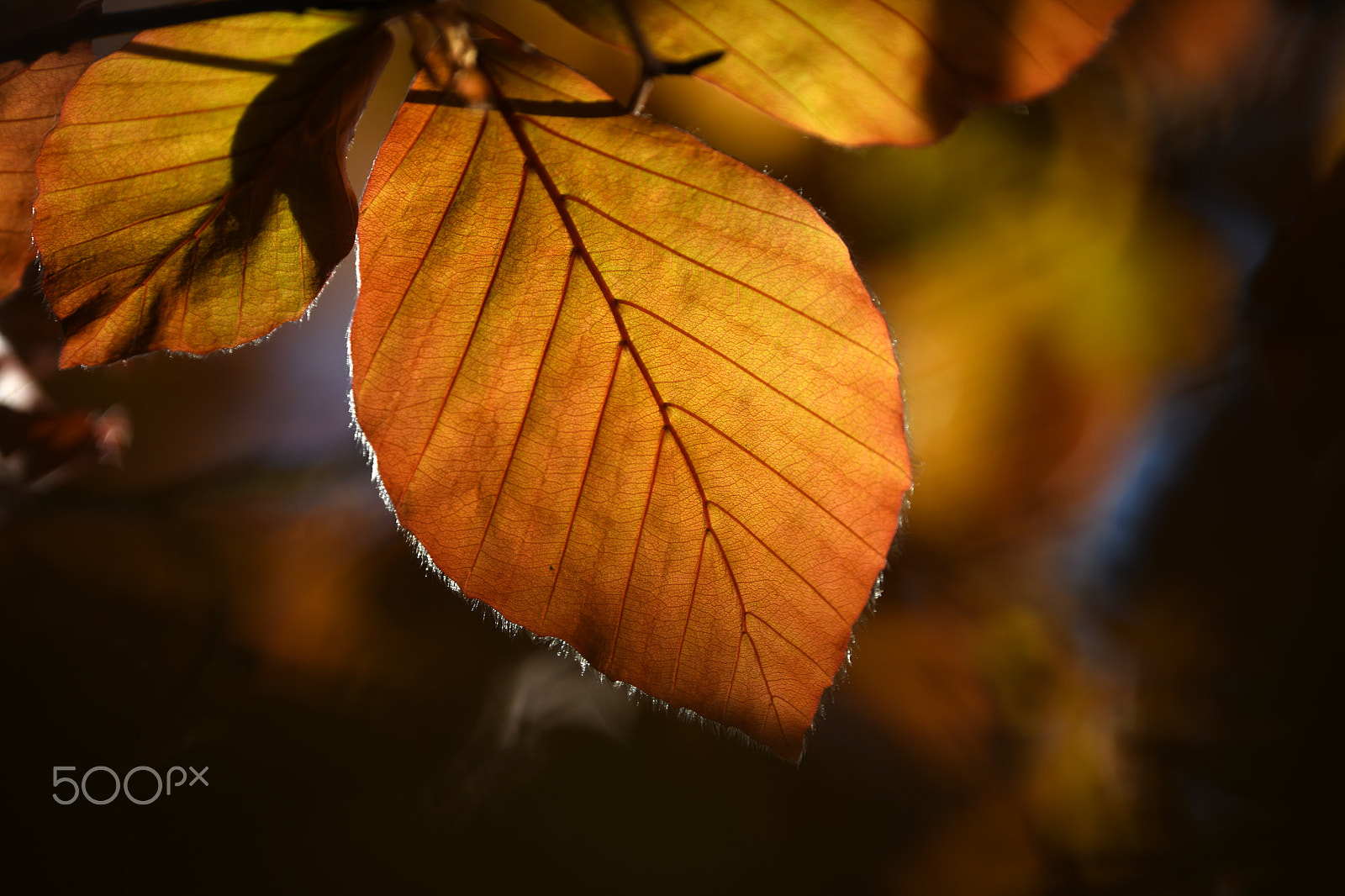 Nikon Nikkor AF-S 300mm F4E PF ED VR sample photo. Golden spring leaf photography