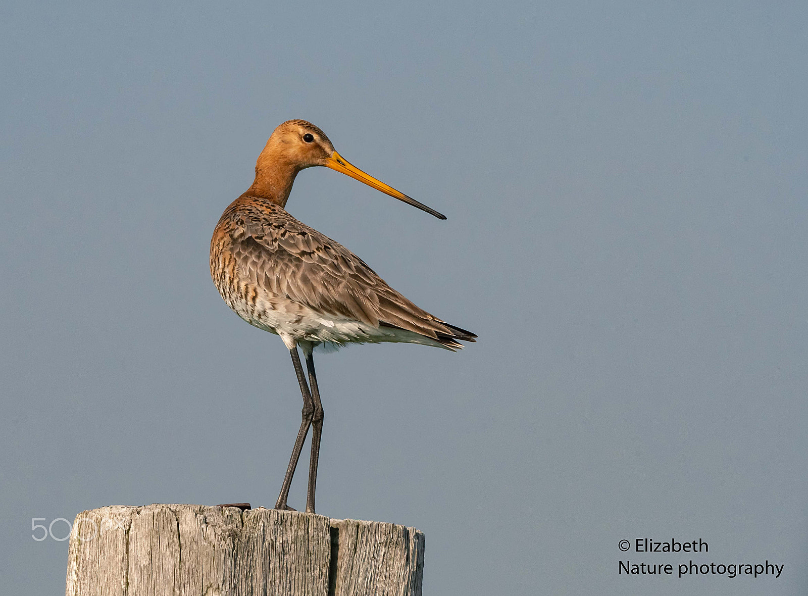 Nikon AF-S Nikkor 200-500mm F5.6E ED VR sample photo. Male black-tailed godwit photography