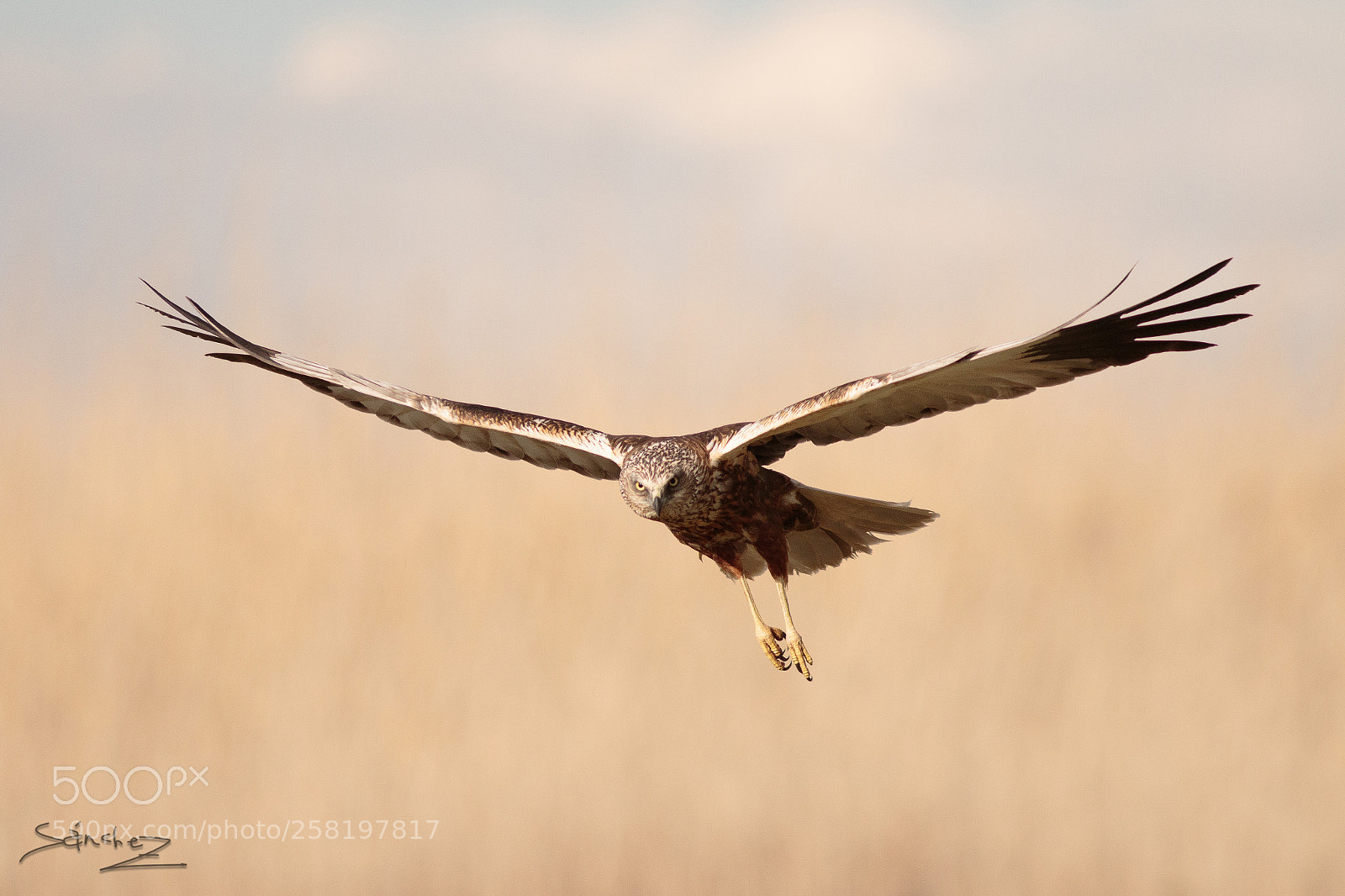 Canon EOS 7D Mark II sample photo. Aguilucho lagunero occidental photography