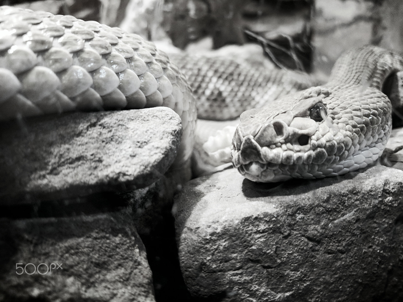 Google Pixel XL sample photo. Caged snake photography