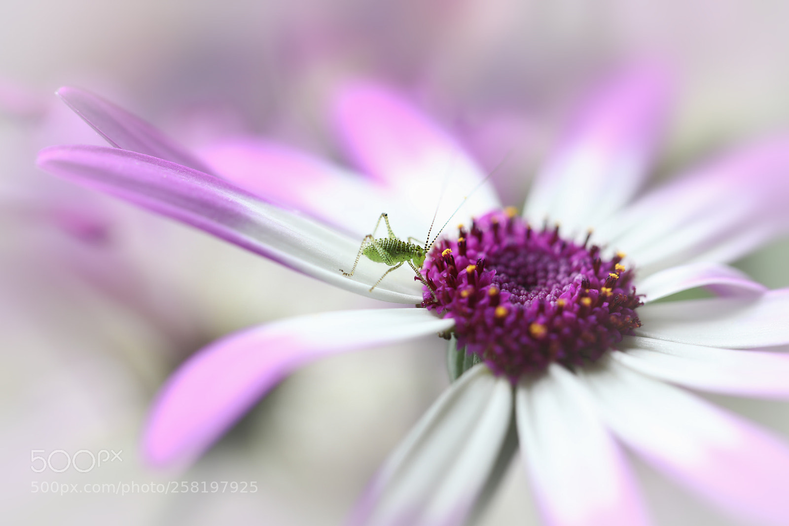 Canon EOS 5D Mark IV sample photo. Little dreamer photography