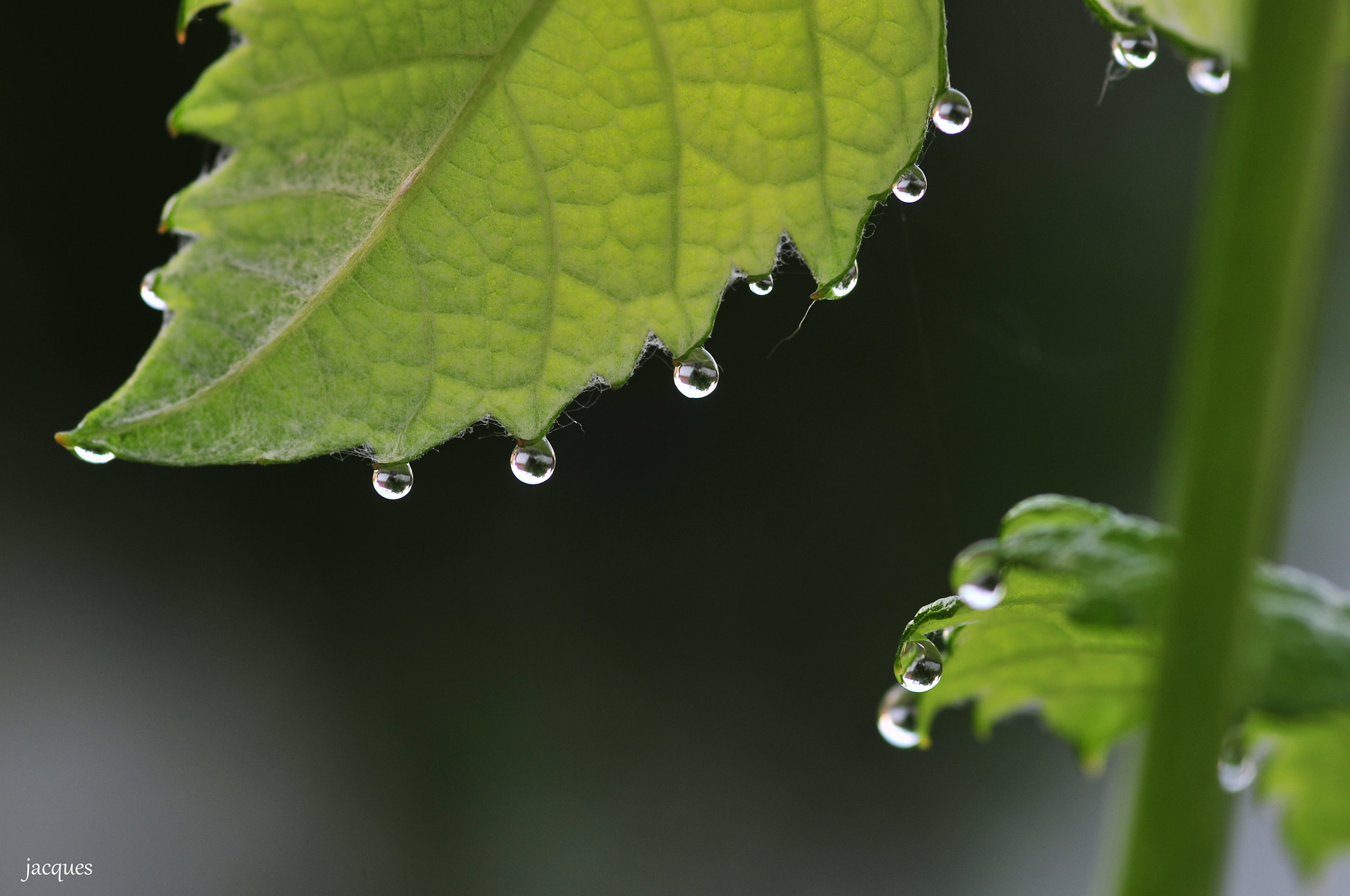 Nikon D300 + Sigma 105mm F2.8 EX DG Macro sample photo. Drops photography