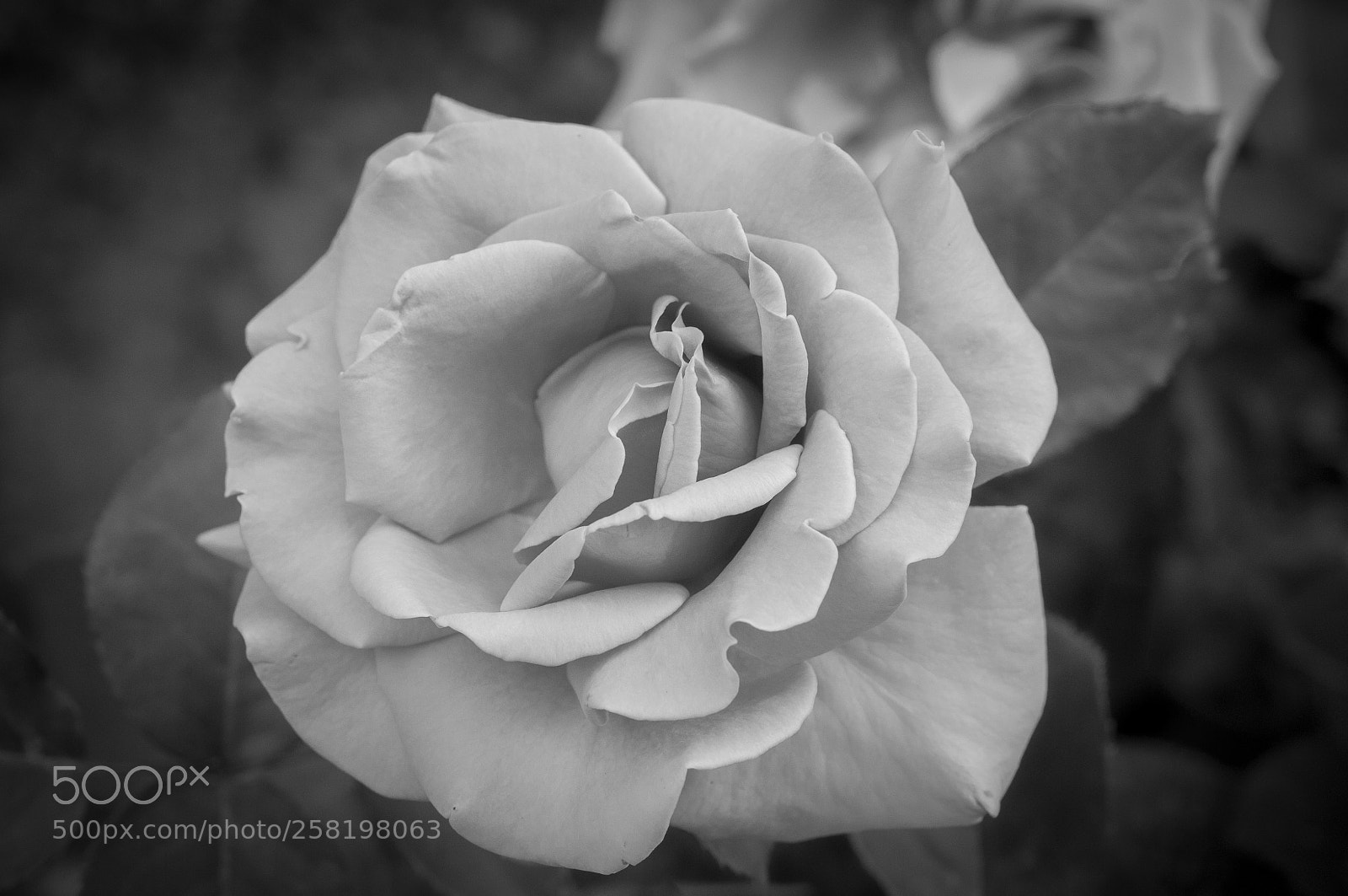 Nikon D300S sample photo. Old fashion photography photography
