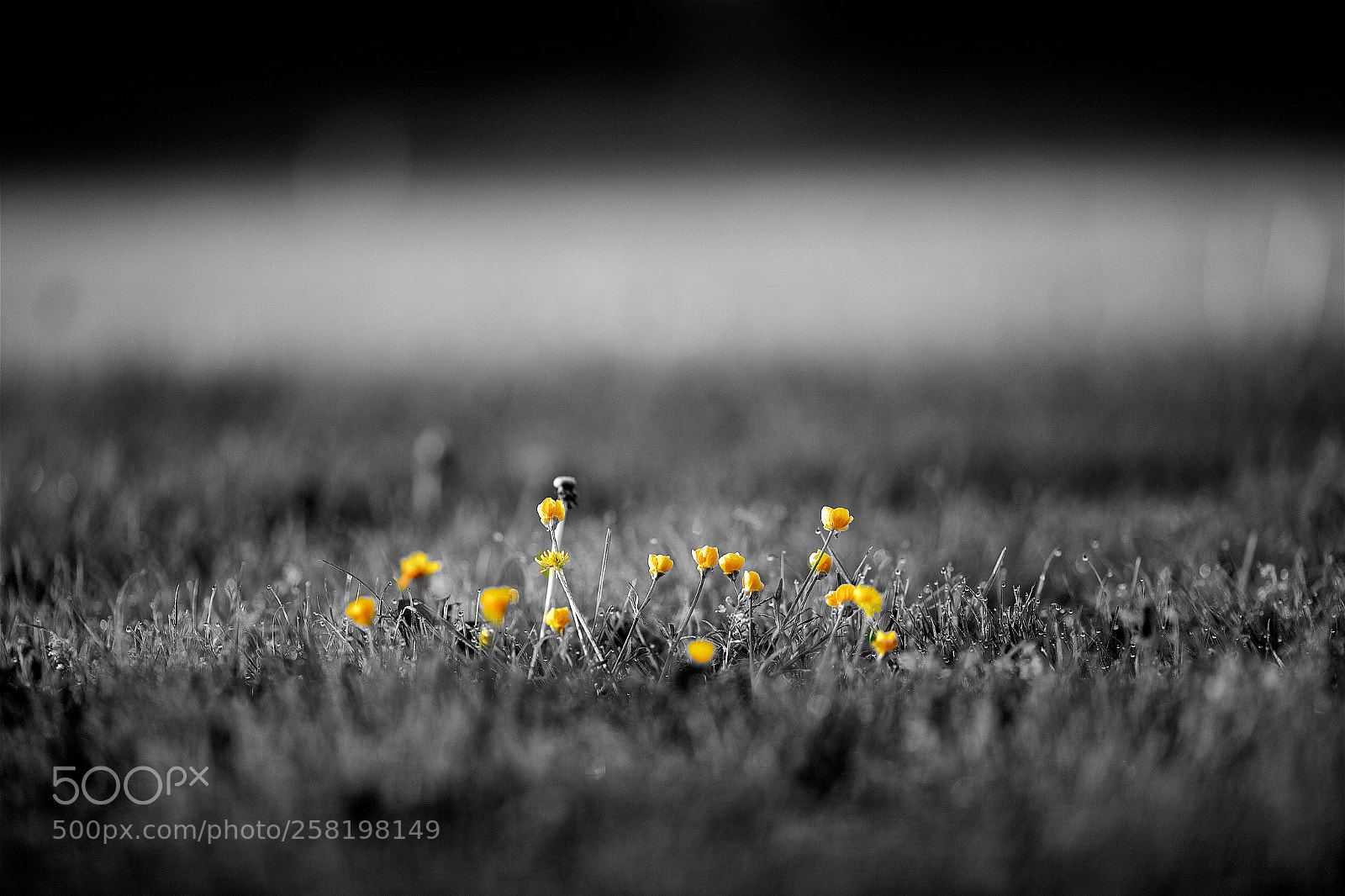 Canon EOS 6D sample photo. Creeping buttercup photography