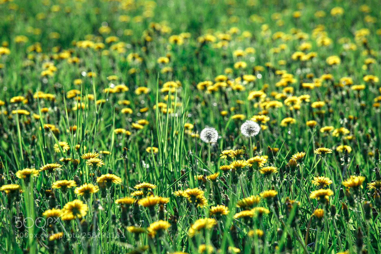 Canon EOS 6D Mark II sample photo. I see u photography