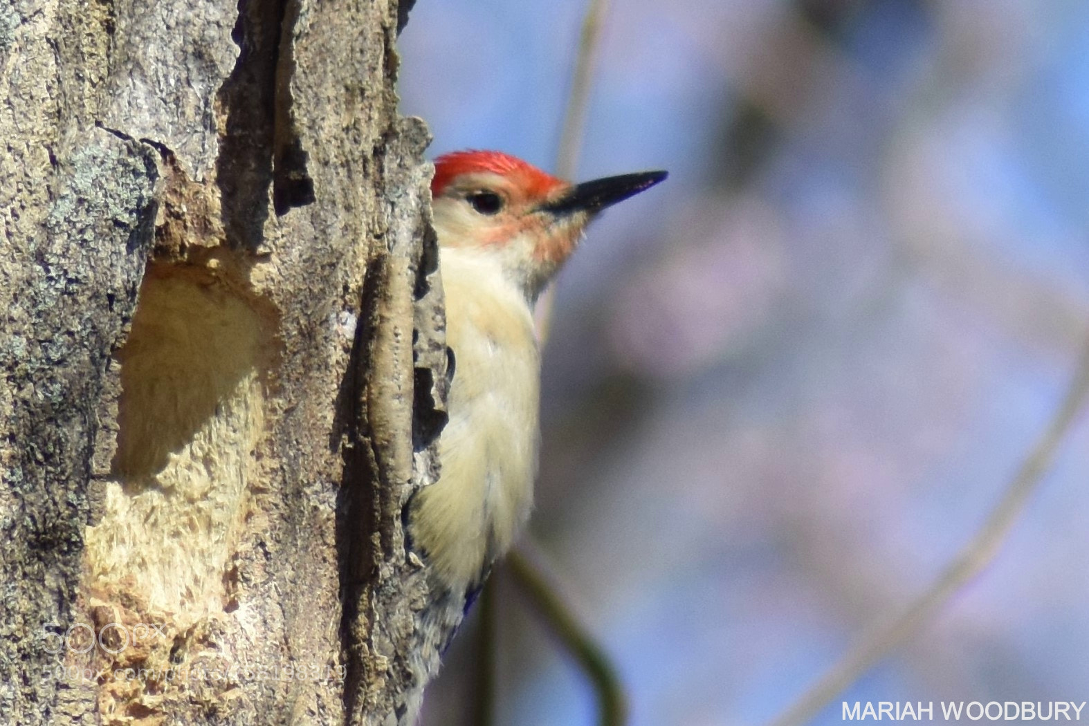Nikon D3400 sample photo. Woodpecker photography