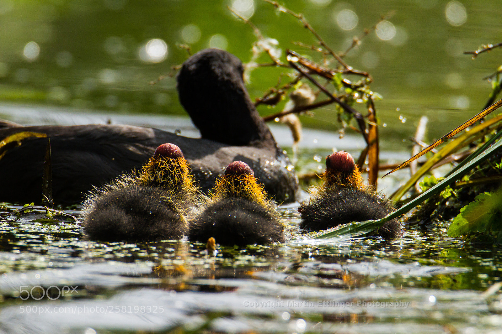 Canon EOS 7D sample photo. Three black coot chick photography