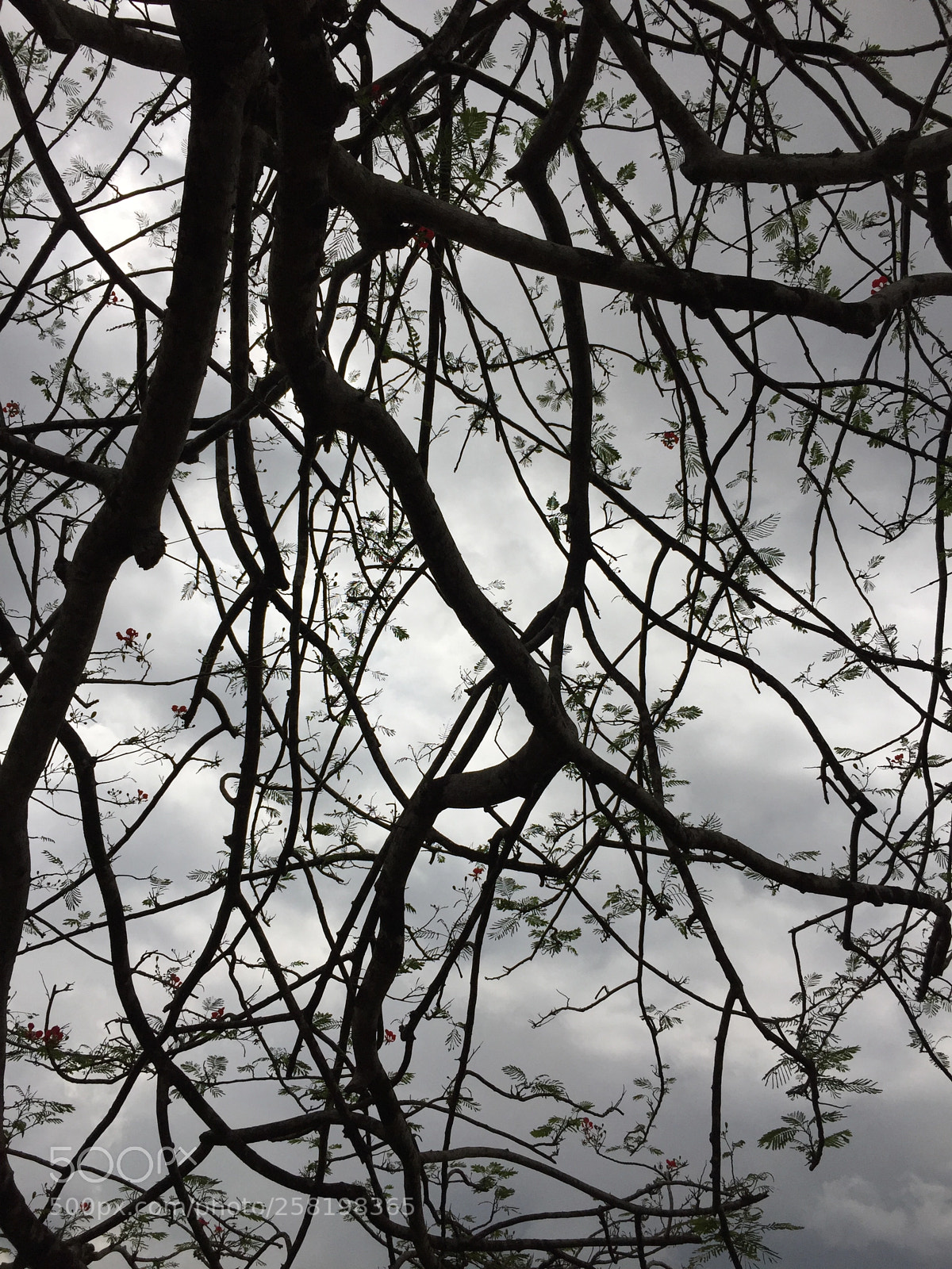 Apple iPhone 6 sample photo. Untitled photography