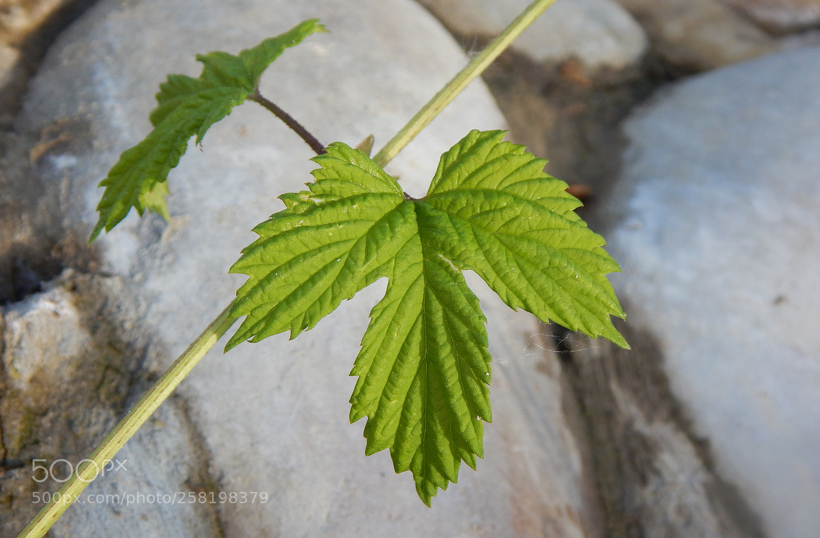 Nikon Coolpix L830 sample photo. Green leaf photography