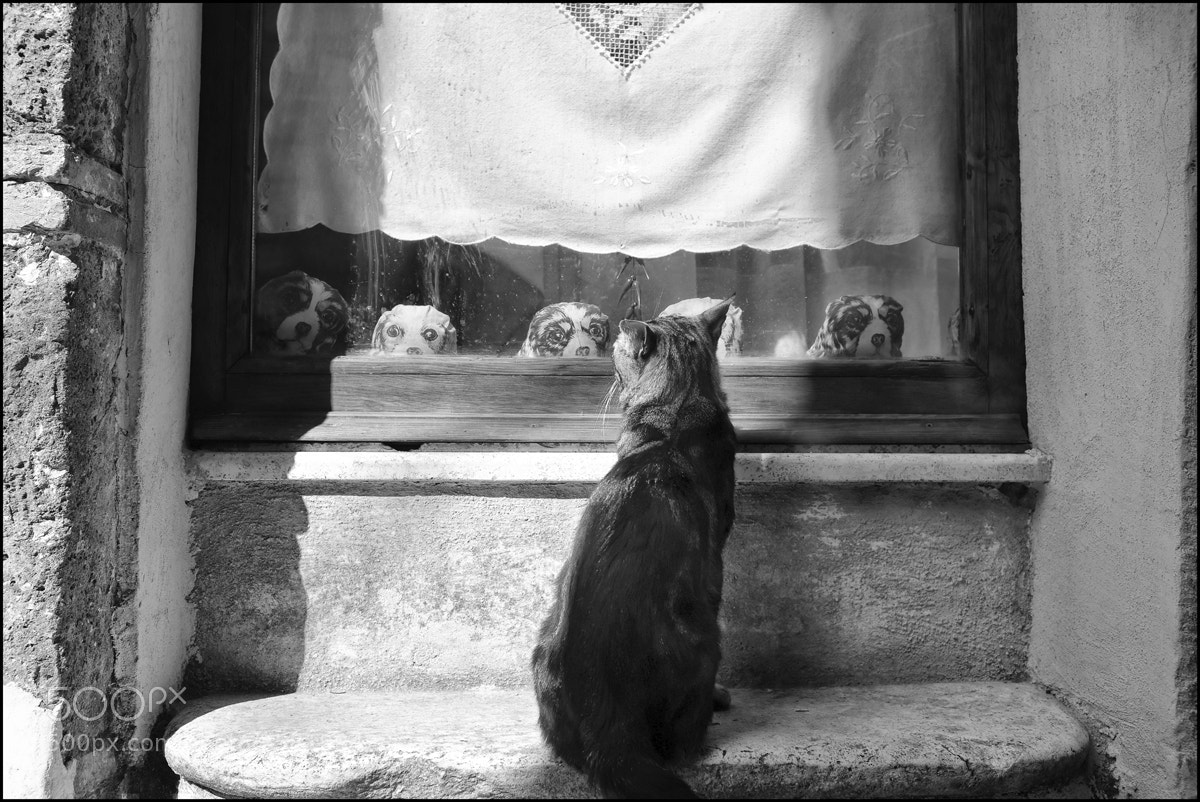 Fujifilm X100F sample photo. Dogs and cat photography