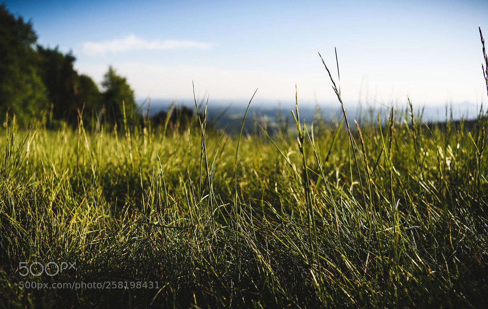 Nikon D7200 sample photo. Grass photography