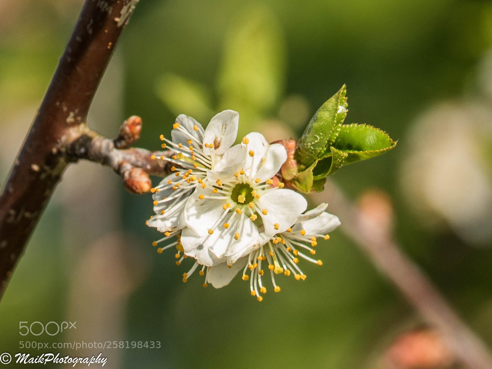 Canon EOS 7D Mark II sample photo. Cherry blossom photography