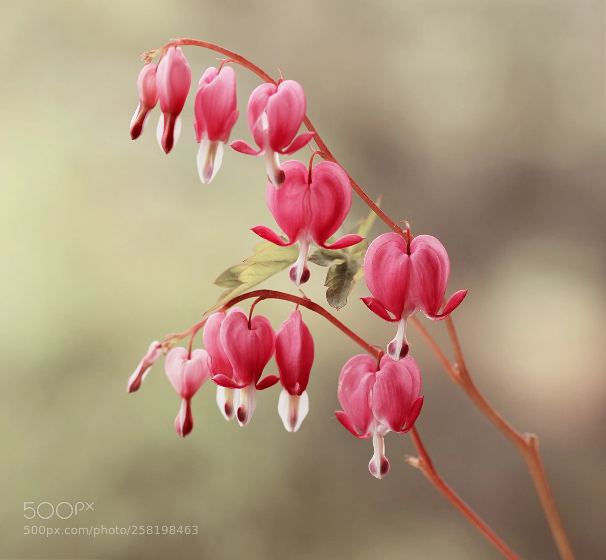 Canon EOS 5D Mark II sample photo. Springtime photography