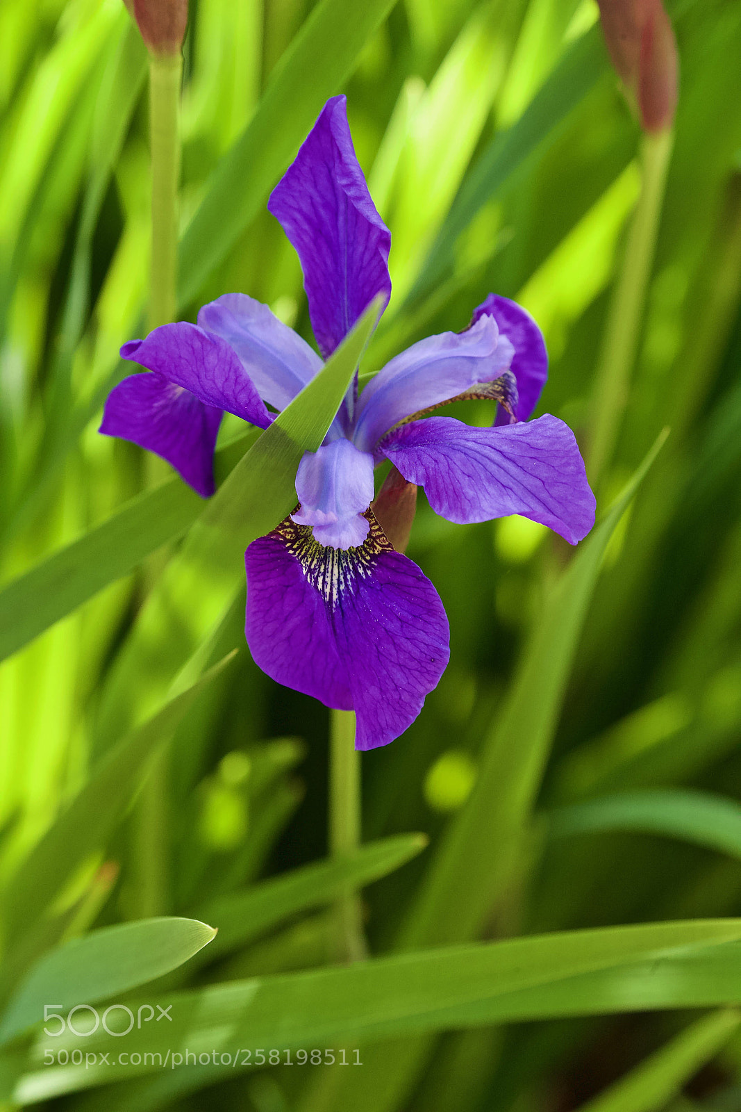Canon EOS-1D X sample photo. Purple photography