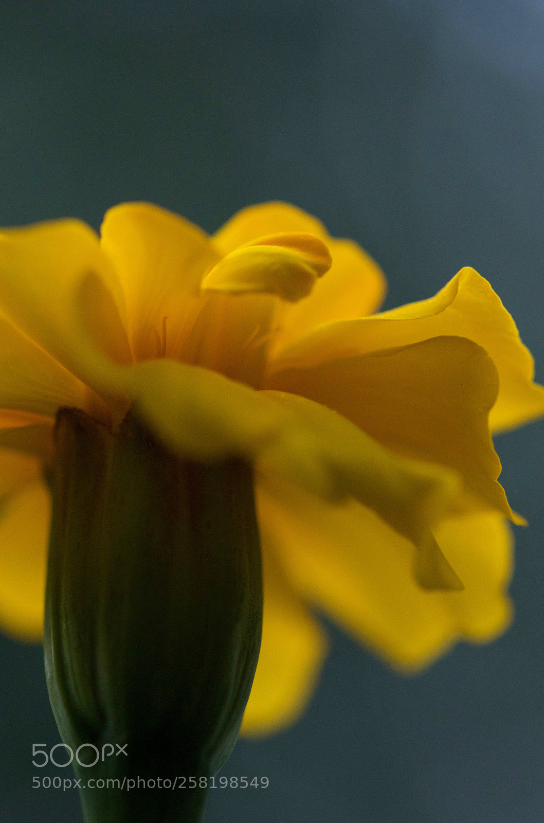 Canon EOS 77D (EOS 9000D / EOS 770D) sample photo. In yellow! photography