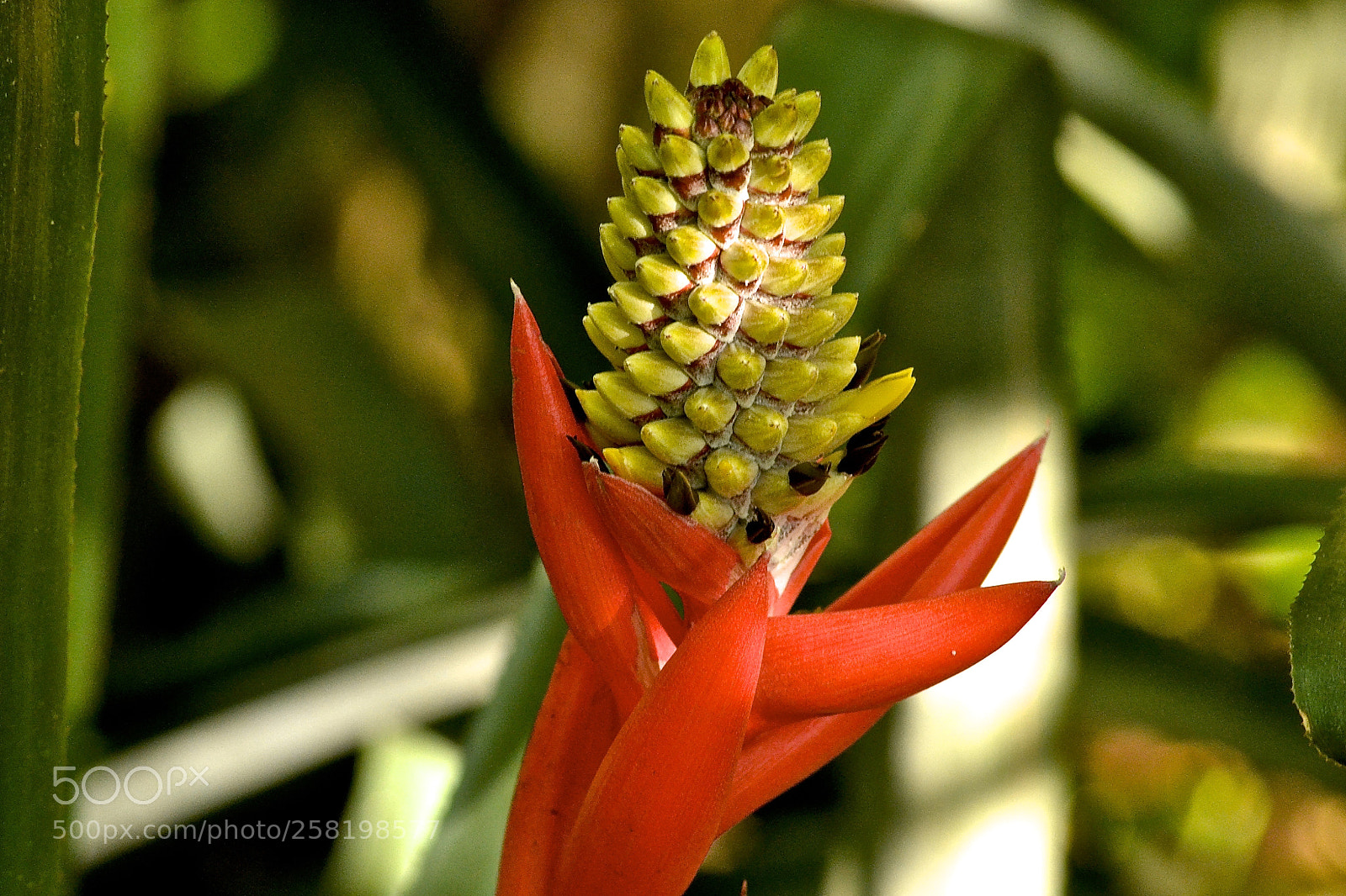 Nikon D3100 sample photo. Aechmea nudicaulis photography