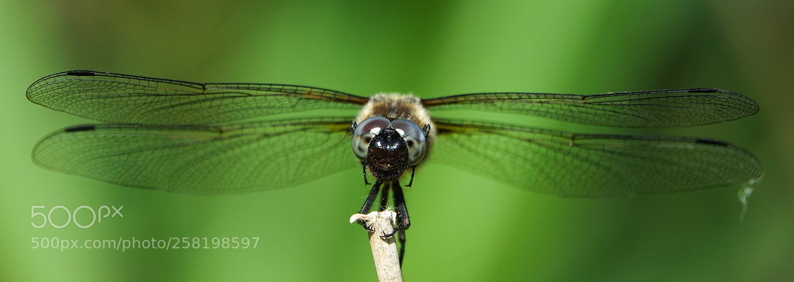 Sony Cyber-shot DSC-RX10 IV sample photo. Wide wings photography
