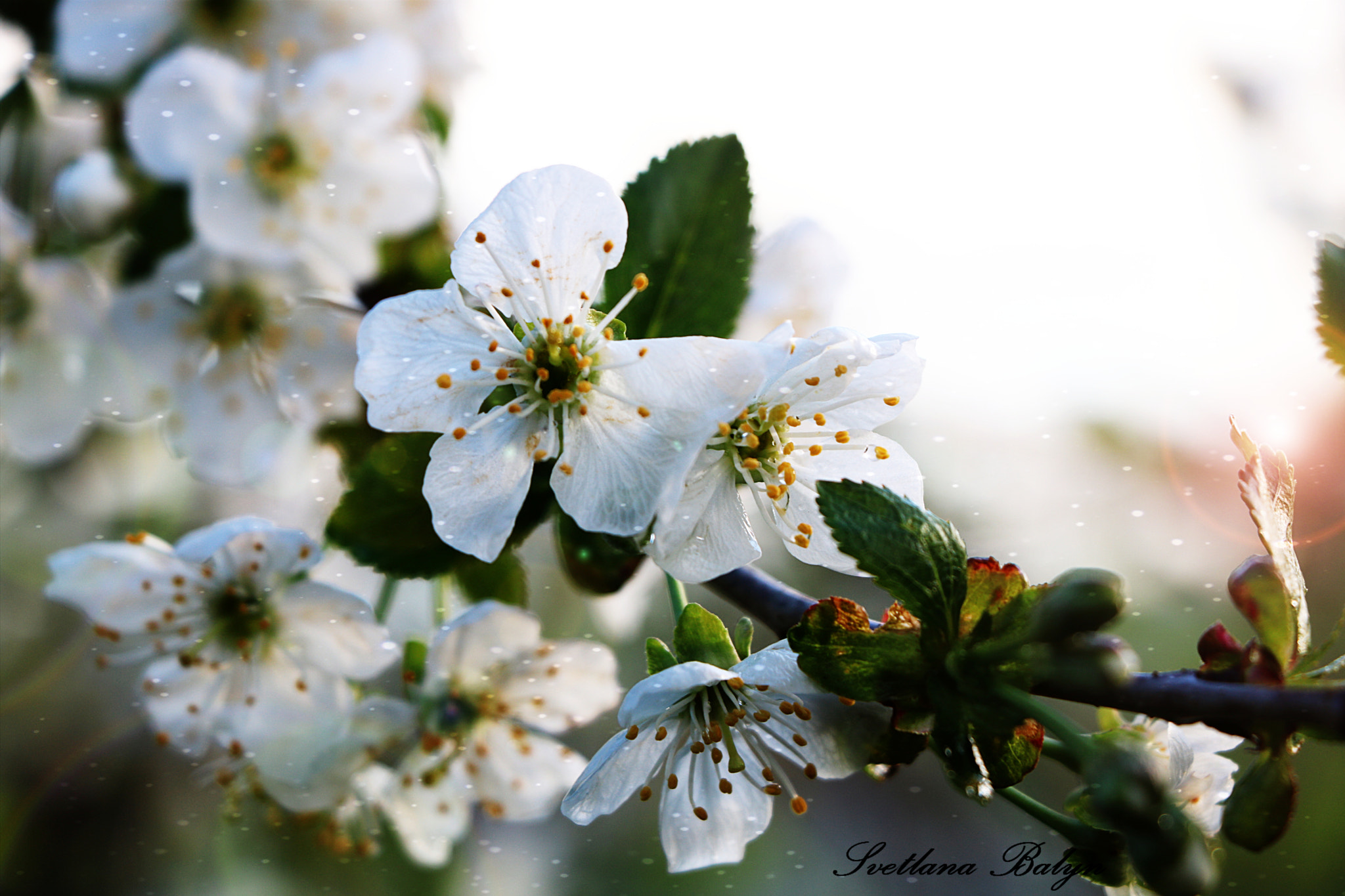 Canon EOS 750D (EOS Rebel T6i / EOS Kiss X8i) sample photo. черешня photography