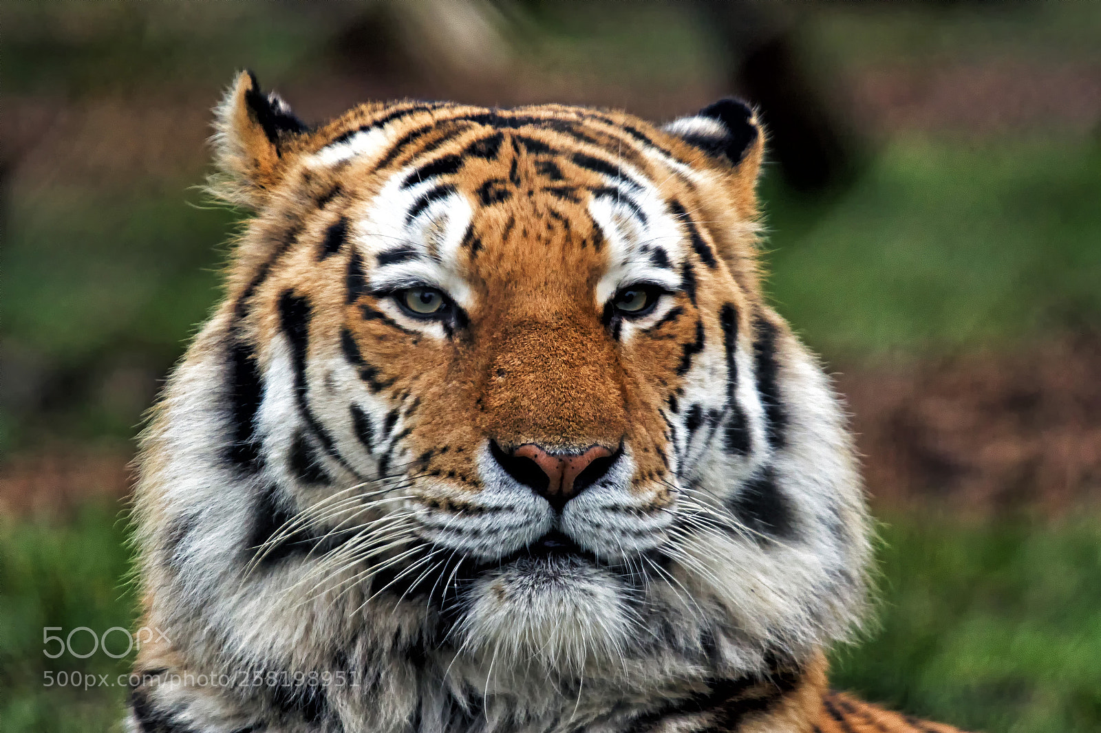 Canon EOS 7D Mark II sample photo. Amur tiger photography