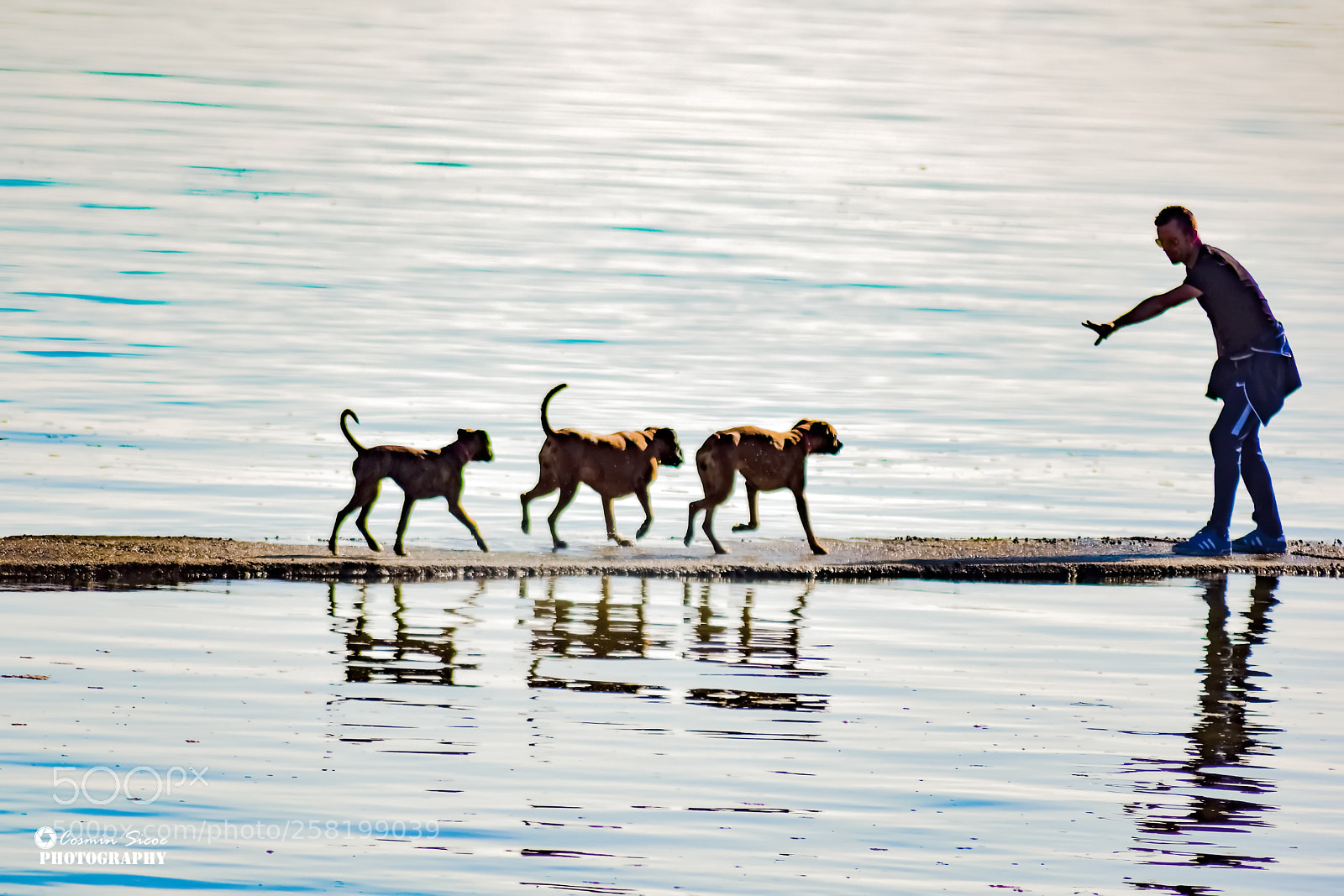 Nikon D5600 sample photo. Dogs walking photography