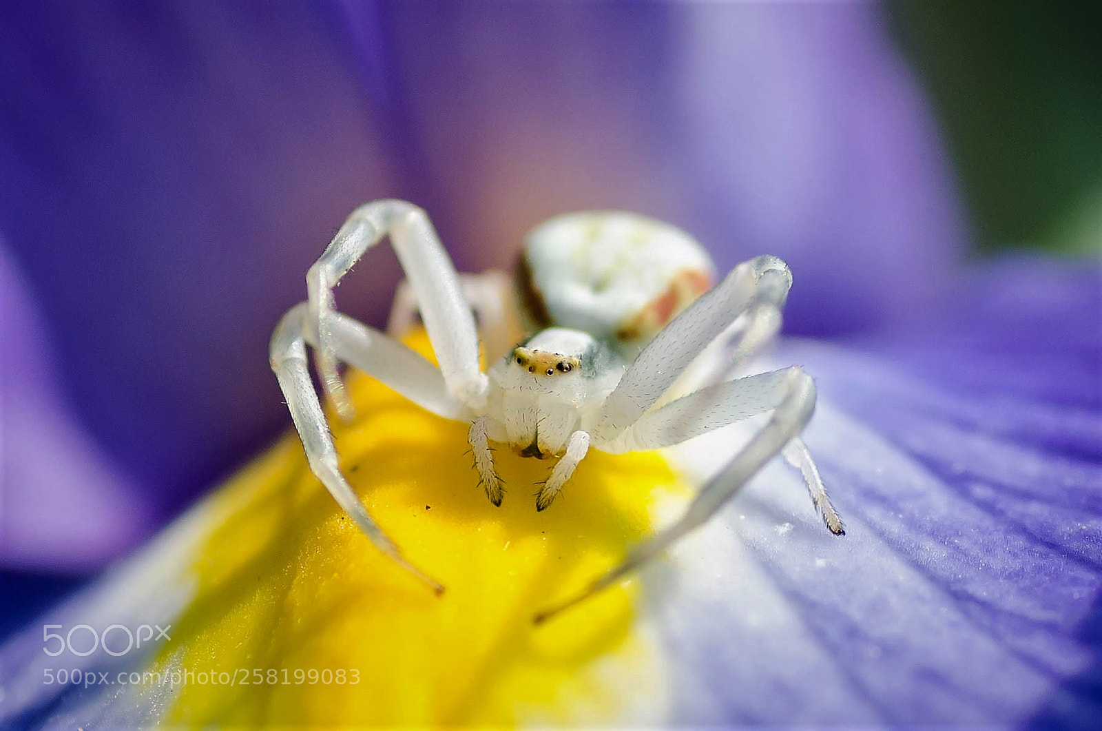 Nikon D7000 sample photo. Araignée crabe photography
