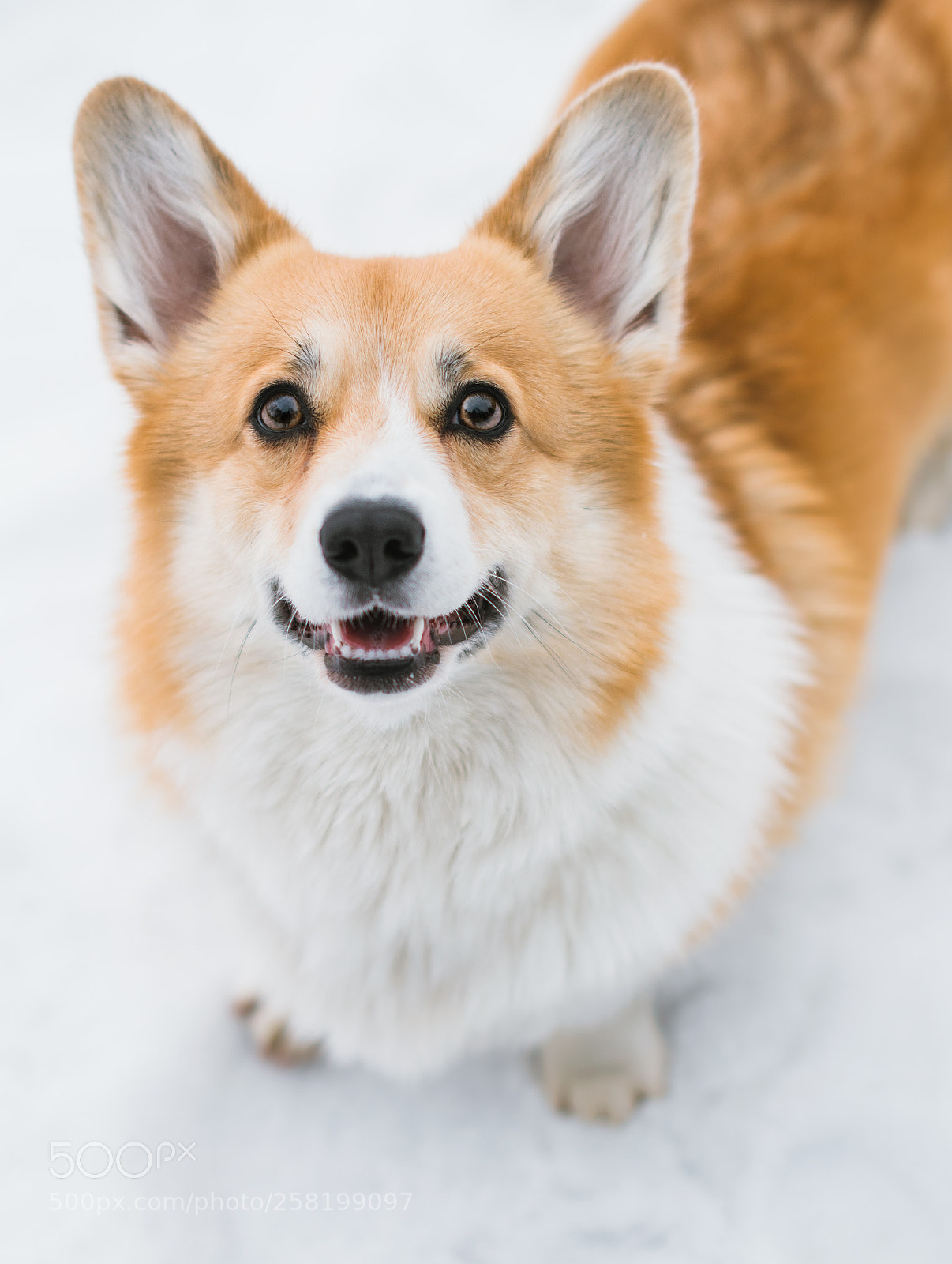 Nikon D3300 sample photo. Foxlike foxy photography