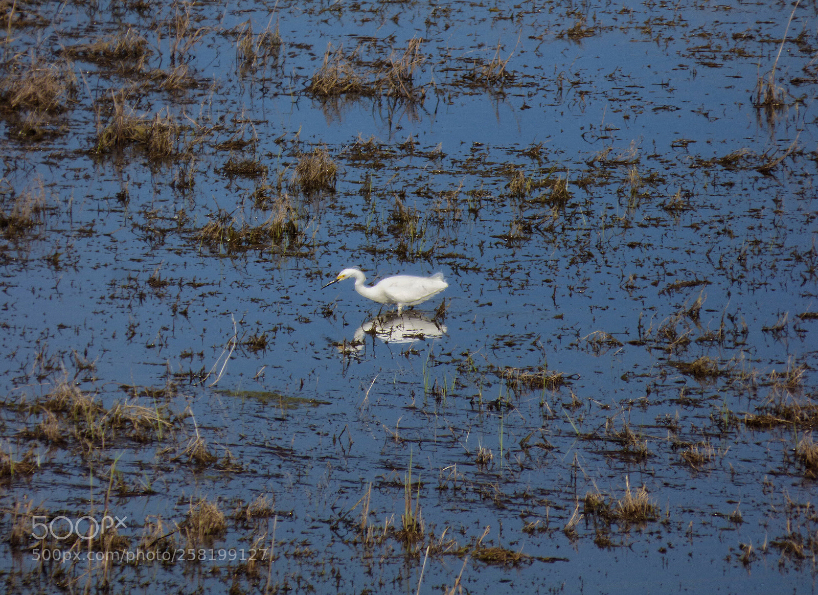 Panasonic Lumix DMC-FZ70 sample photo. Snowy egret photography