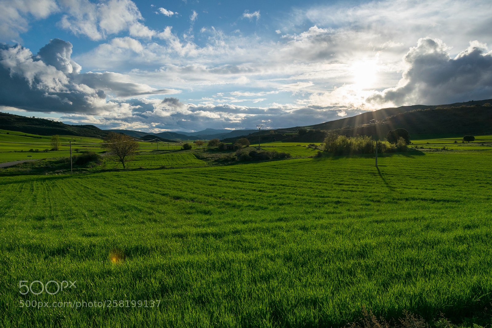 Nikon D3300 sample photo. Green crops photography