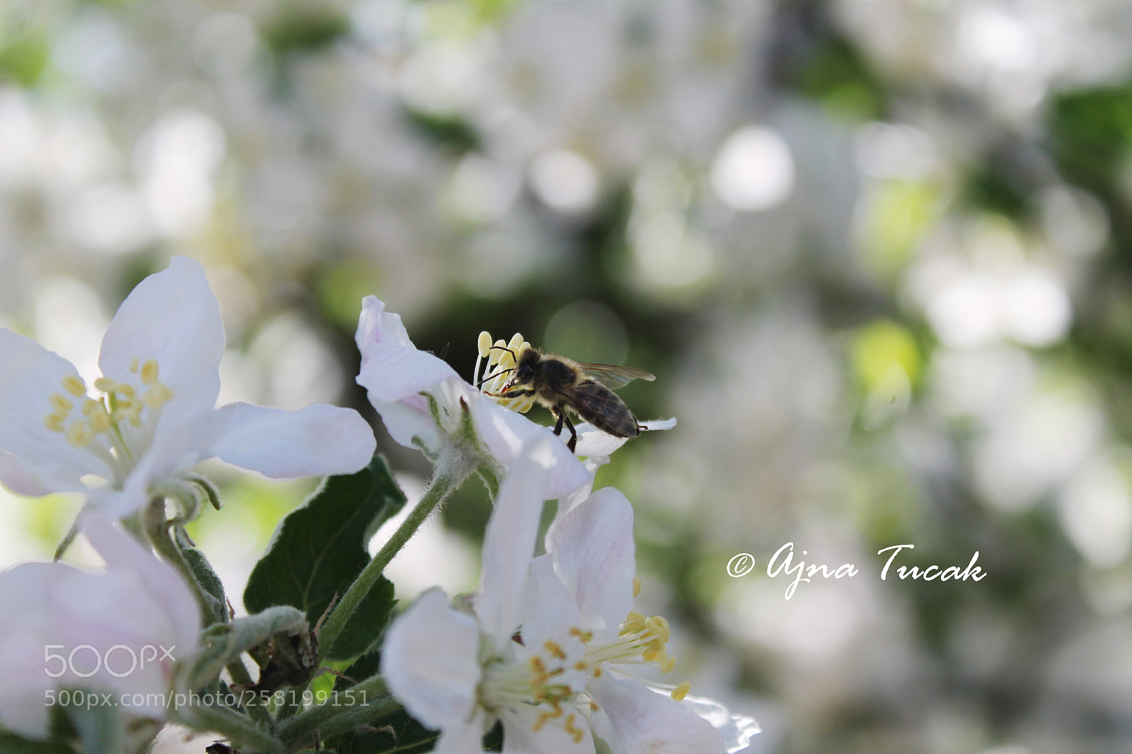 Canon EOS 1100D (EOS Rebel T3 / EOS Kiss X50) sample photo. A bee in a photography