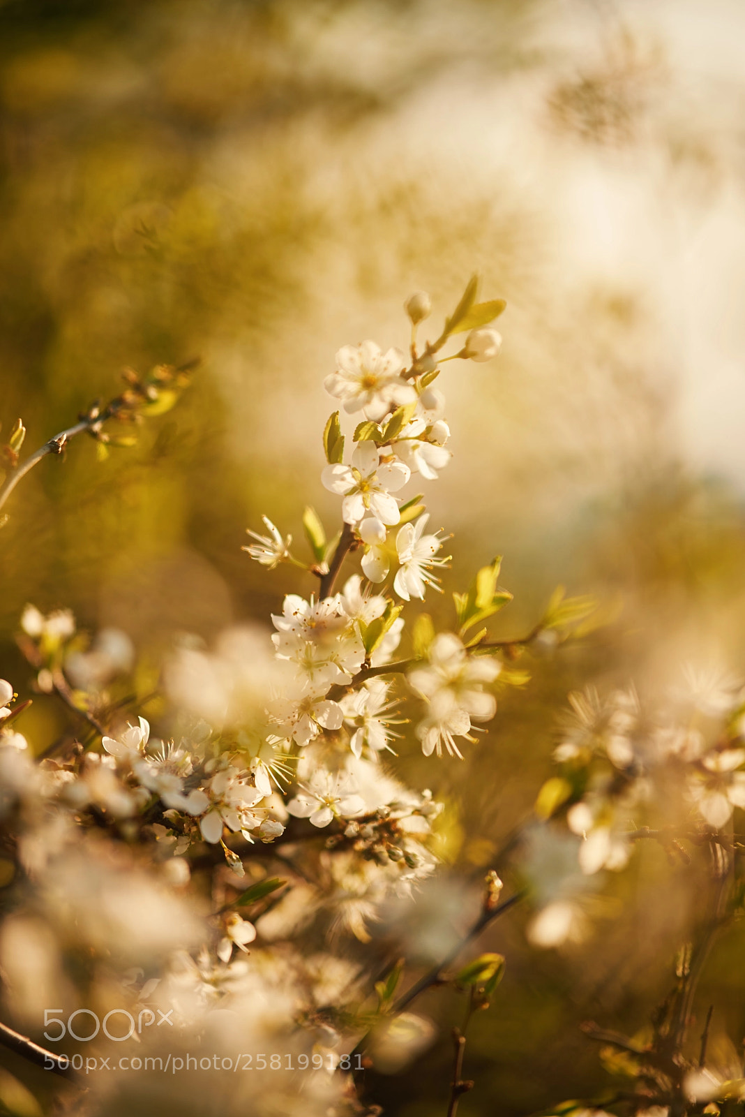 Nikon D750 sample photo. Beauty photography