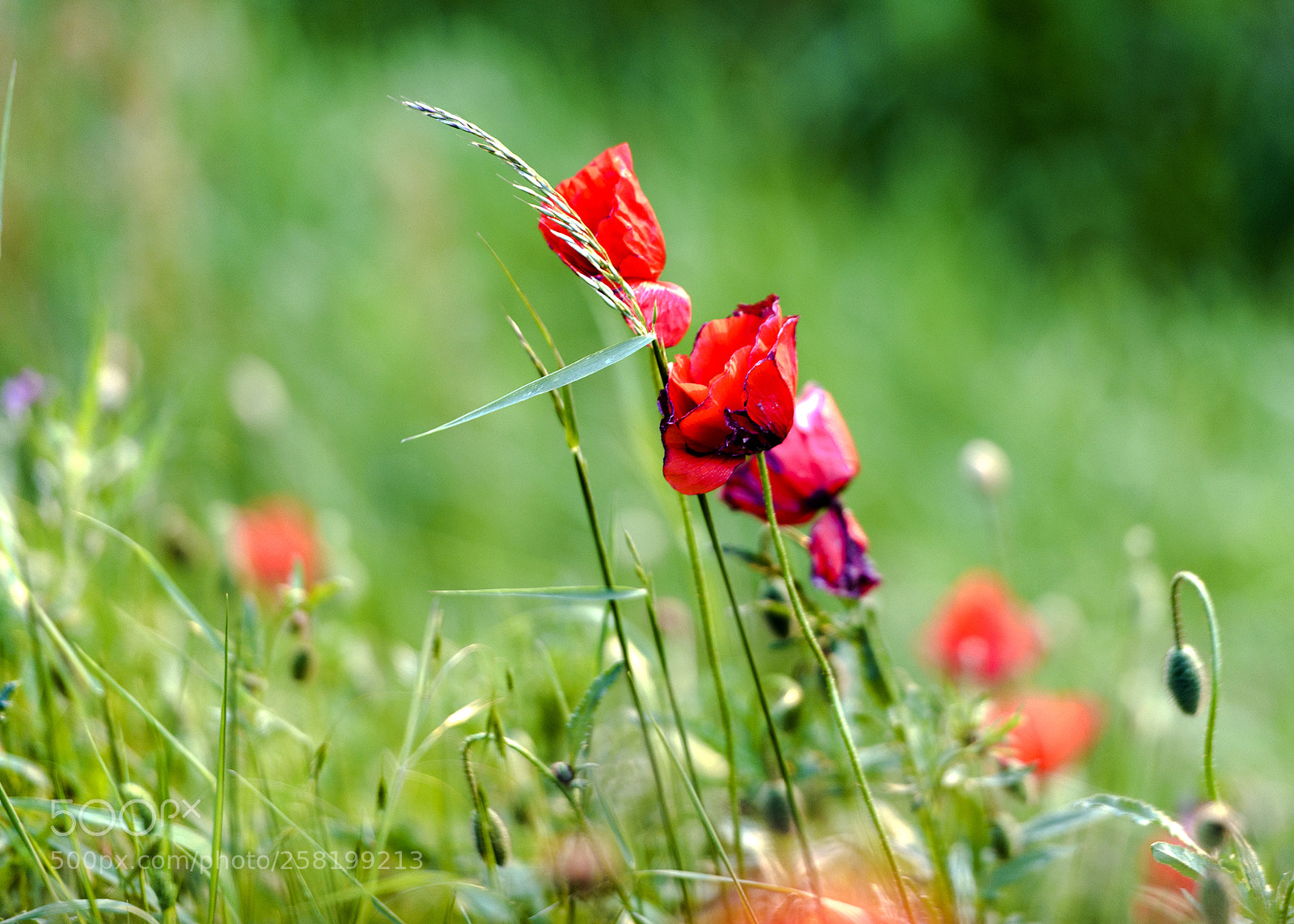 Nikon D800 sample photo. Wow papavers photography