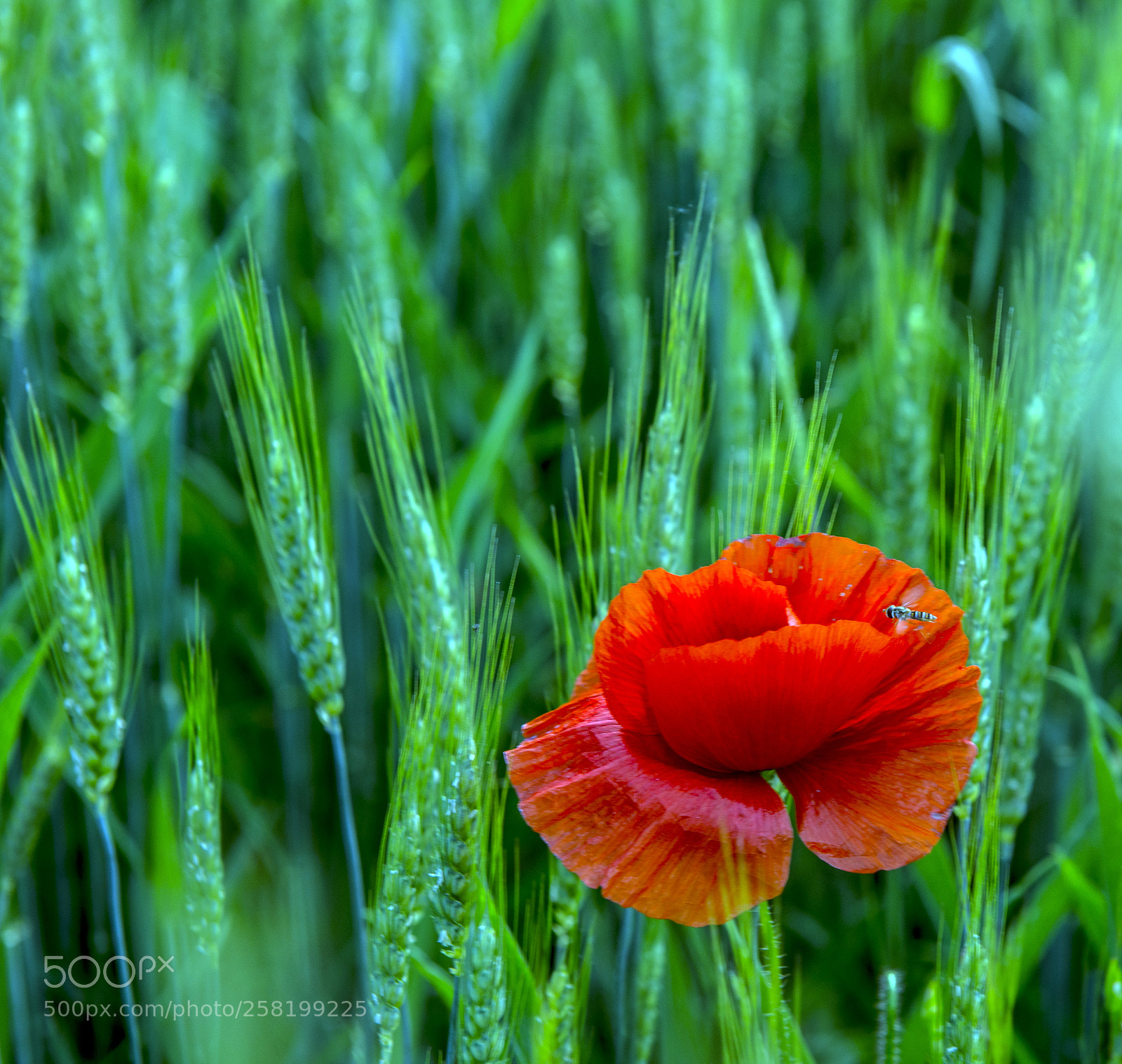 Nikon D610 sample photo. Papavero photography