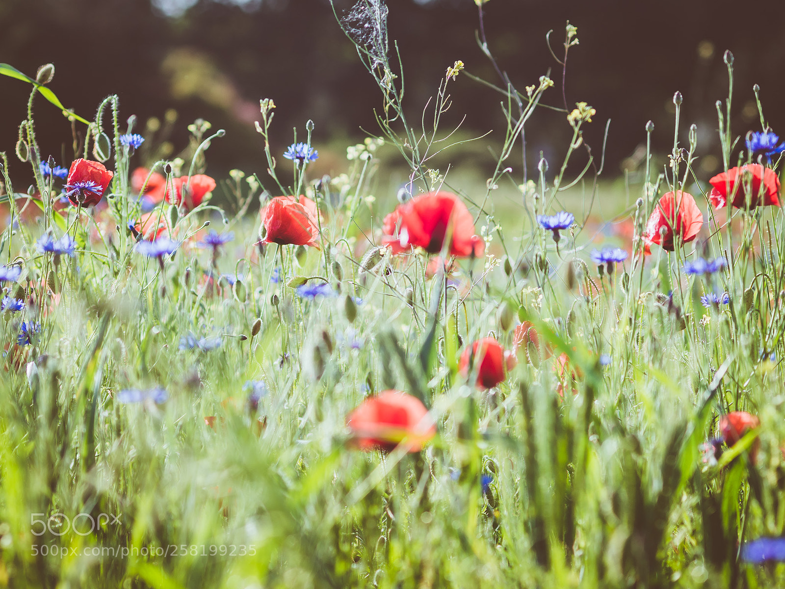 Nikon D7200 sample photo. Poppies and cornflowers photography
