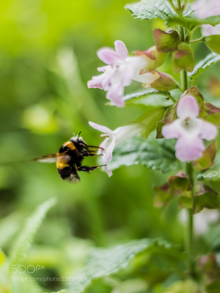 Nikon D5500 sample photo. Bumble bee photography