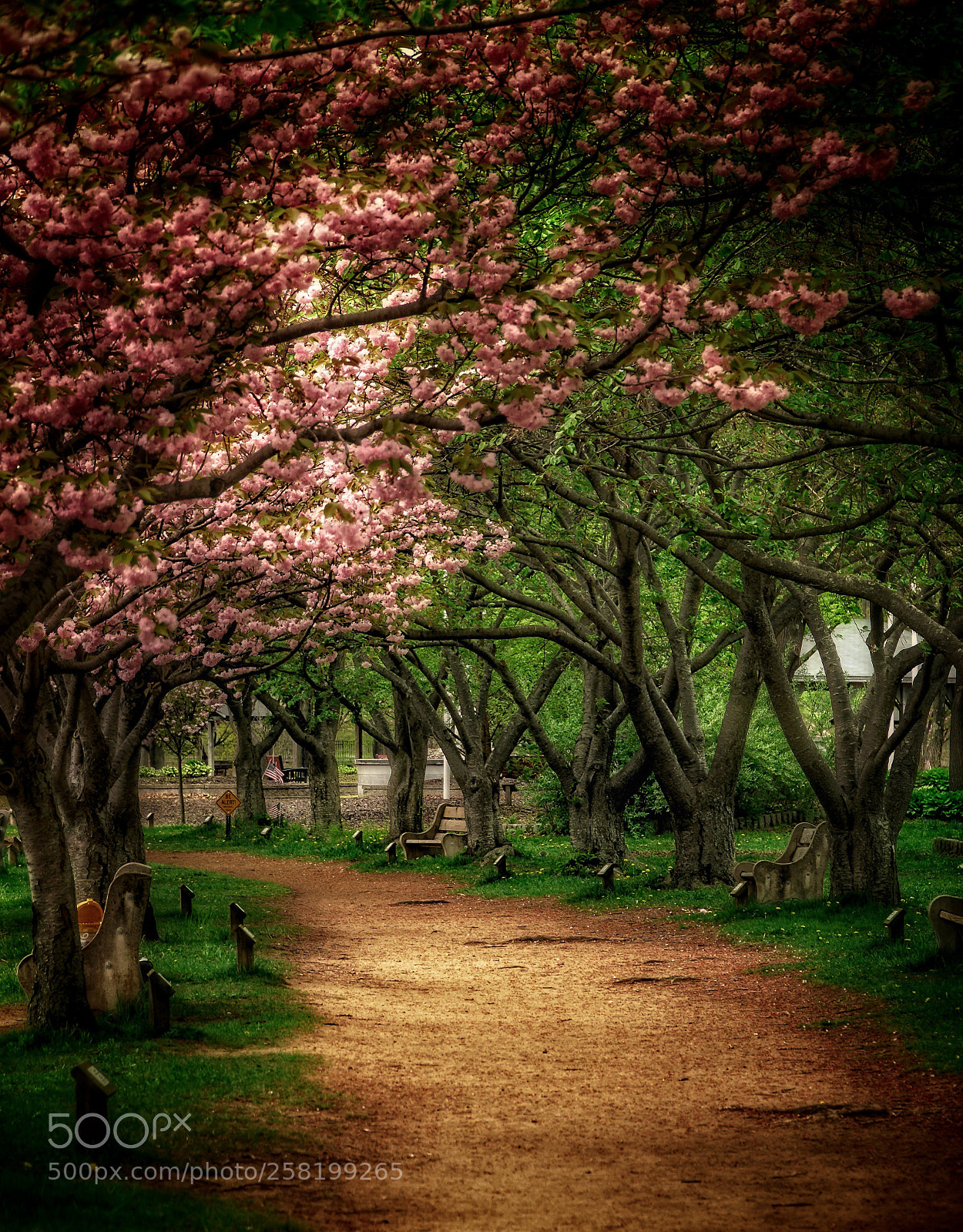 Sony a6300 sample photo. Cherry blossom  photography