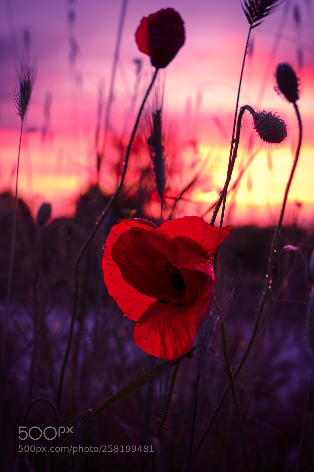 Sony a7 II sample photo. Sunset poppy photography