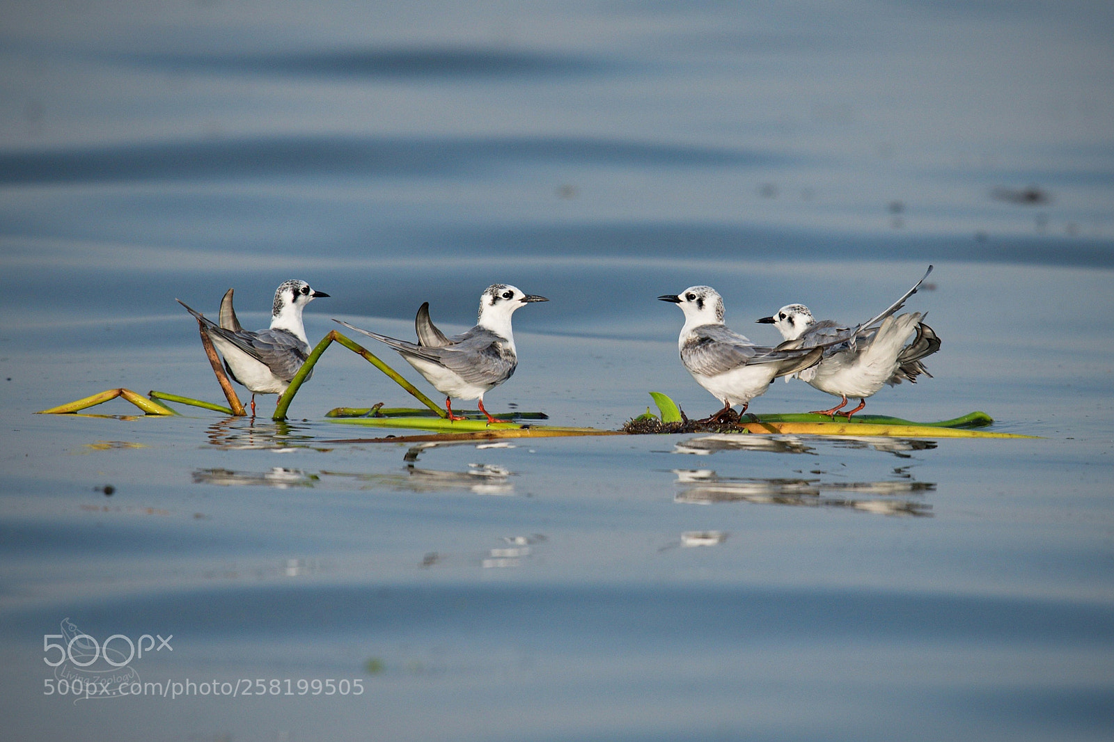 Nikon D750 sample photo. White-winged tern (chlidonias leucopterus) photography
