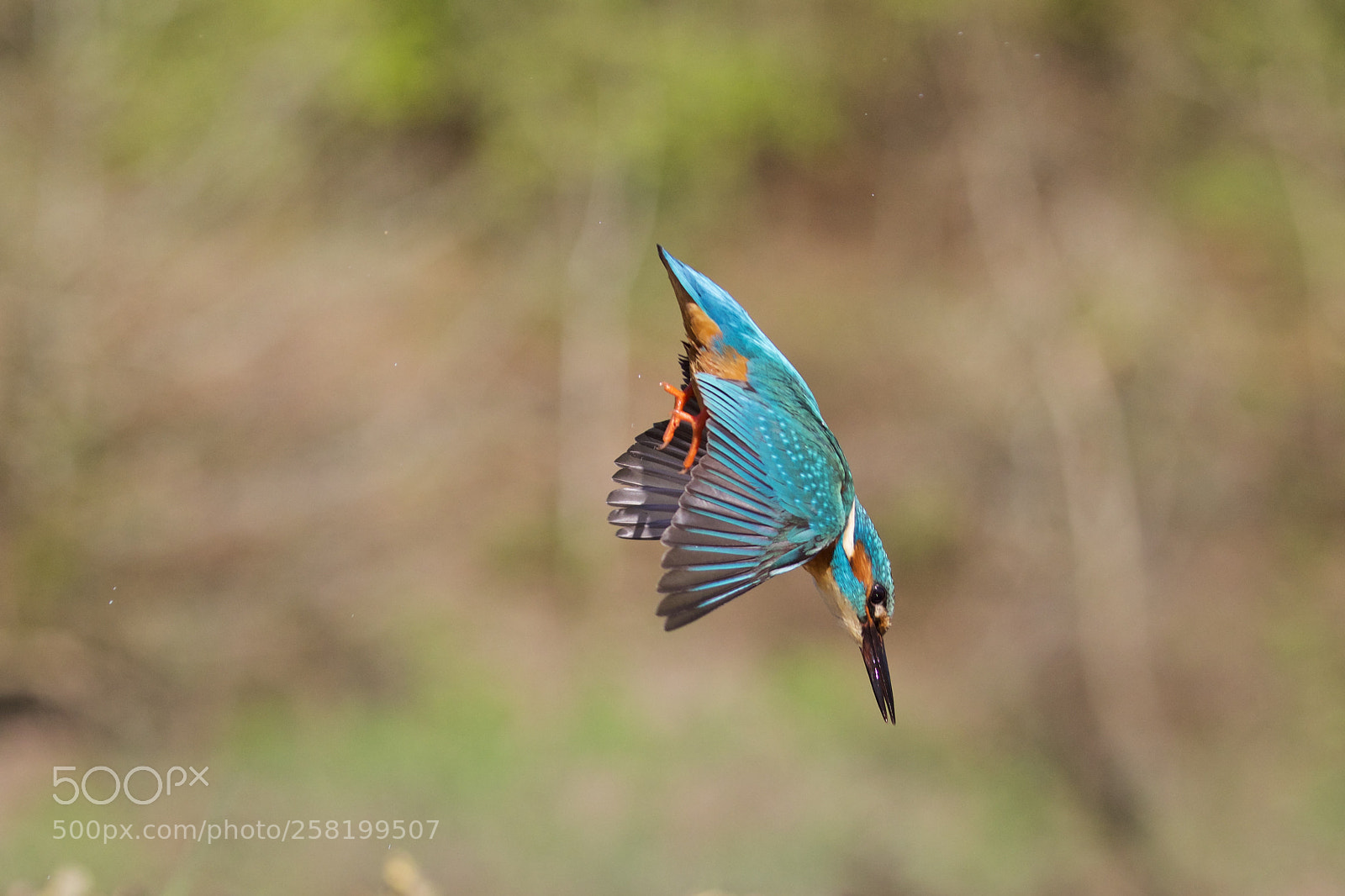 Canon EOS 5D Mark IV sample photo. Kingfisher photography