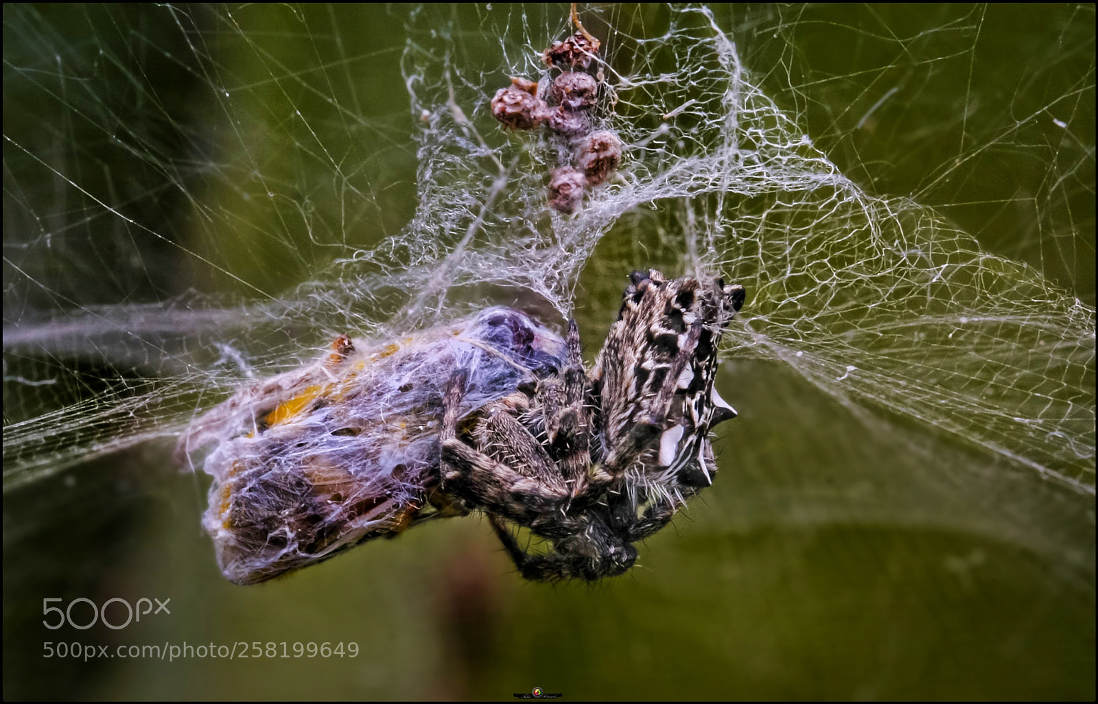 Canon EOS 40D sample photo. Death in the network photography