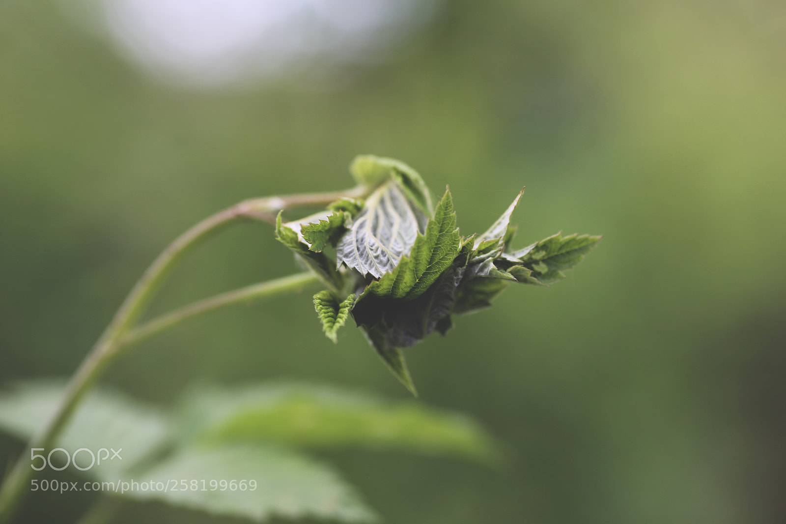 Canon EOS 6D sample photo. Floral nn photography