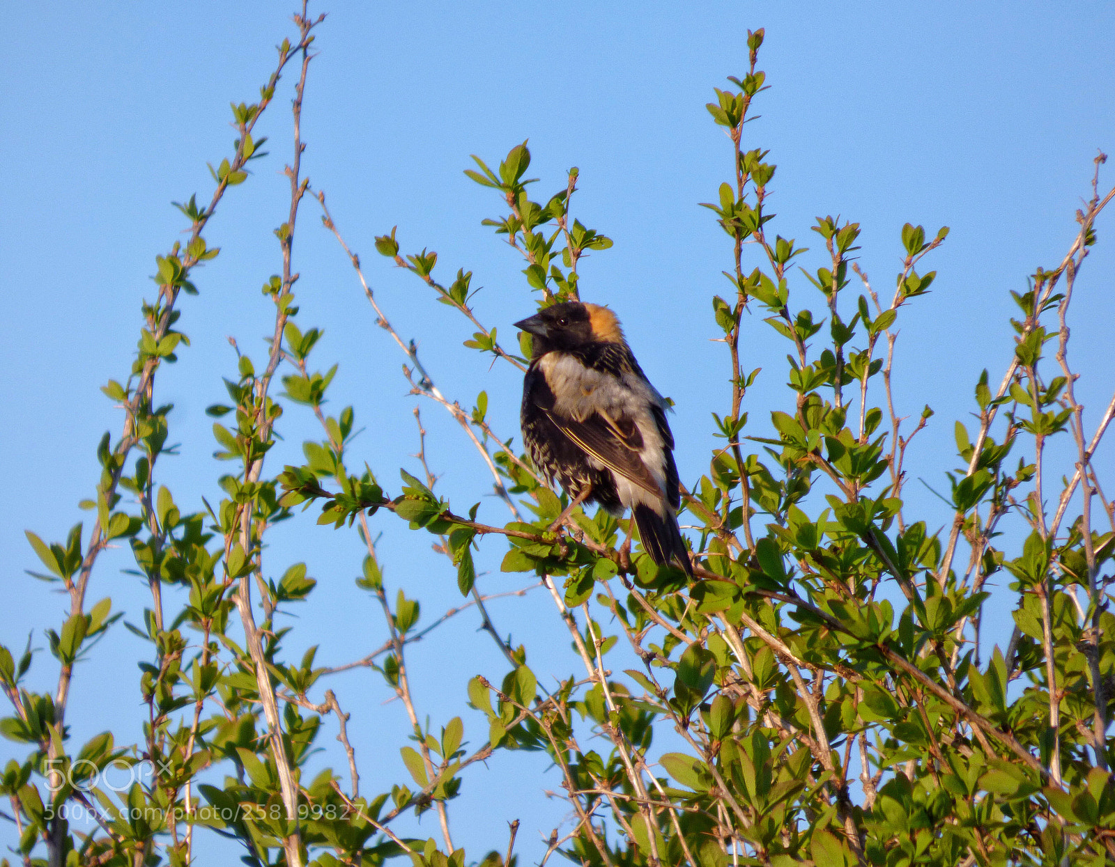 Panasonic Lumix DMC-FZ70 sample photo. Bird with black and photography