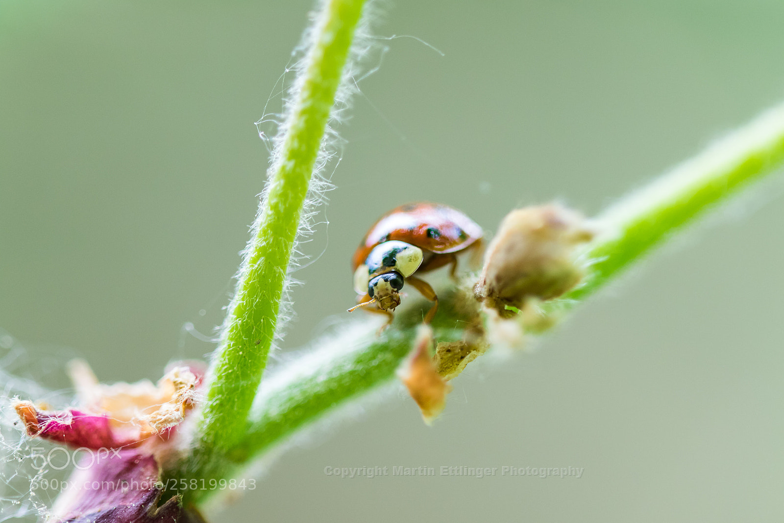 Canon EOS 7D Mark II sample photo. Ladybug (coccinella septempunctata) 12052018 photography