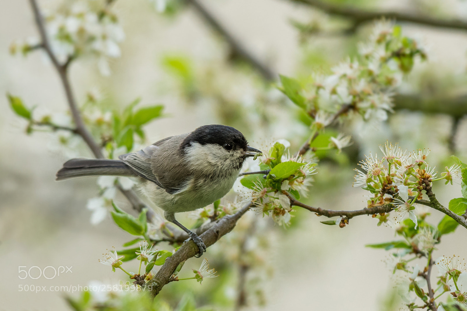Nikon D500 sample photo. The marsh tit photography