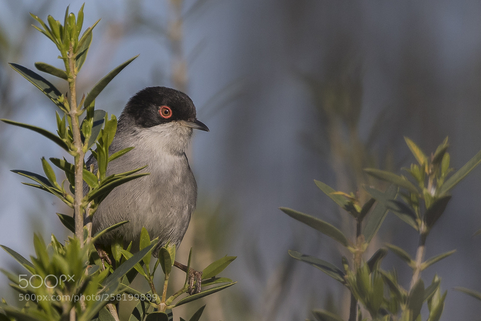 Canon EOS 7D Mark II sample photo. Sharp close view photography