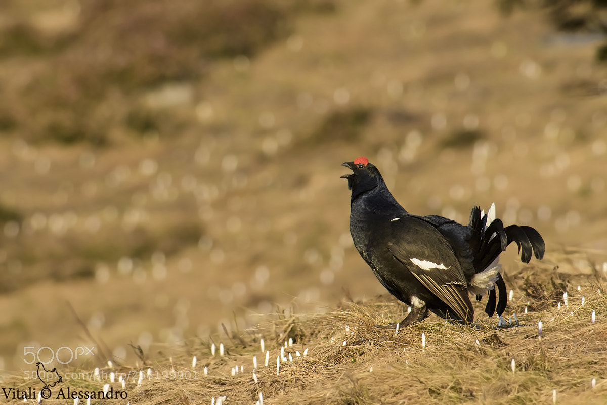 Nikon D500 sample photo. Gallo forcello photography