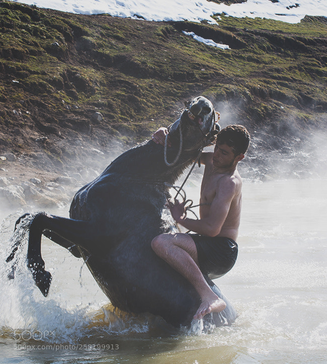 Canon EOS 6D sample photo. Horses photography