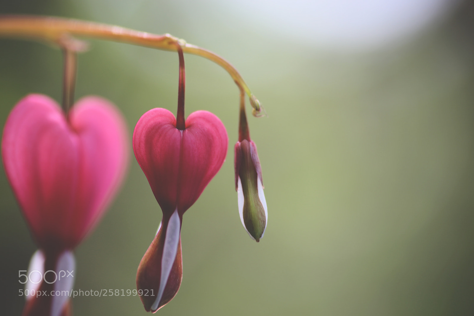 Canon EOS 6D sample photo. Love flower photography