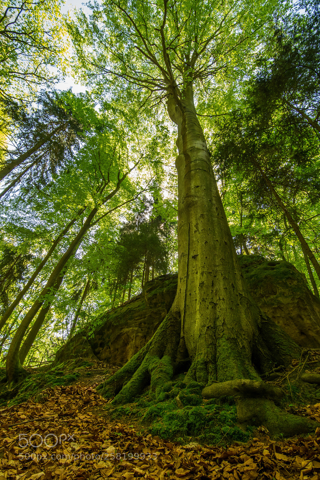 Nikon D500 sample photo. Old beech photography