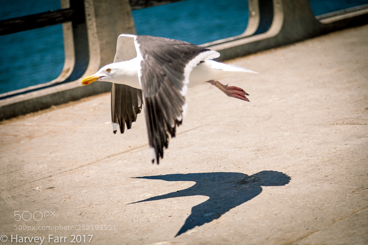 Canon EOS 5D Mark II sample photo. Bird in flight photography