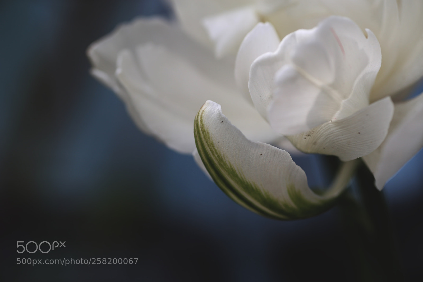 Canon EOS 6D sample photo. Tone fl photography